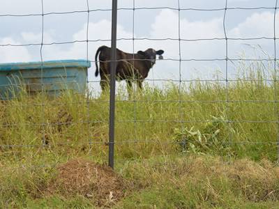 Звездообразные опоры HEBEI JINSH используются в качестве опор для ограждений загонов для лошадей.